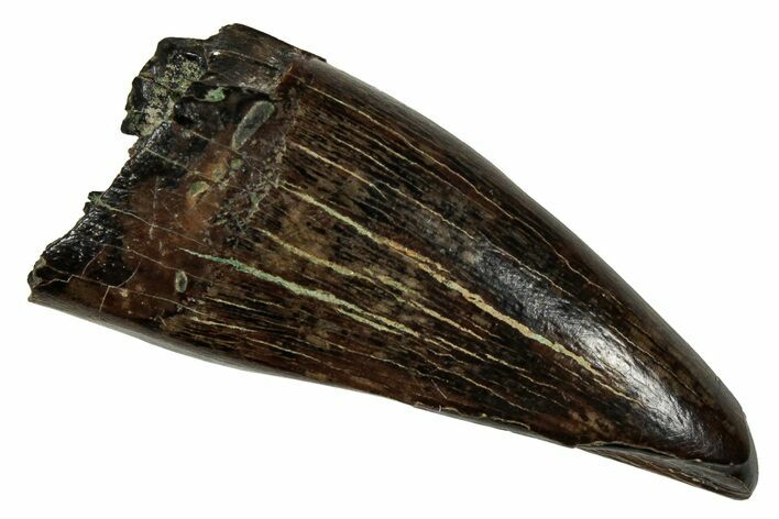 Juvenile Tyrannosaur Premax Tooth - Judith River Formation #335901